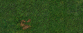 Grass (h).gif