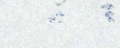 Snow (h).gif